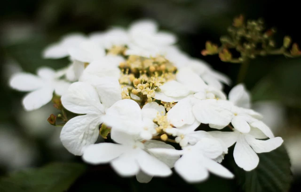 Hidemaro Watanabe — viburnum watanabe, nature, white, randbloemen, japanese snowball, garden, shrub