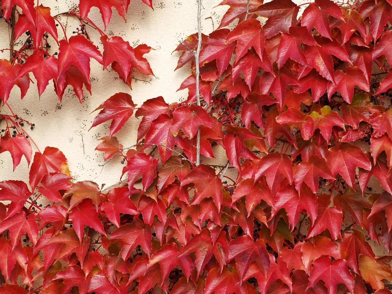 Ed Asner — textura, color, ed, leaves, nature, autumn