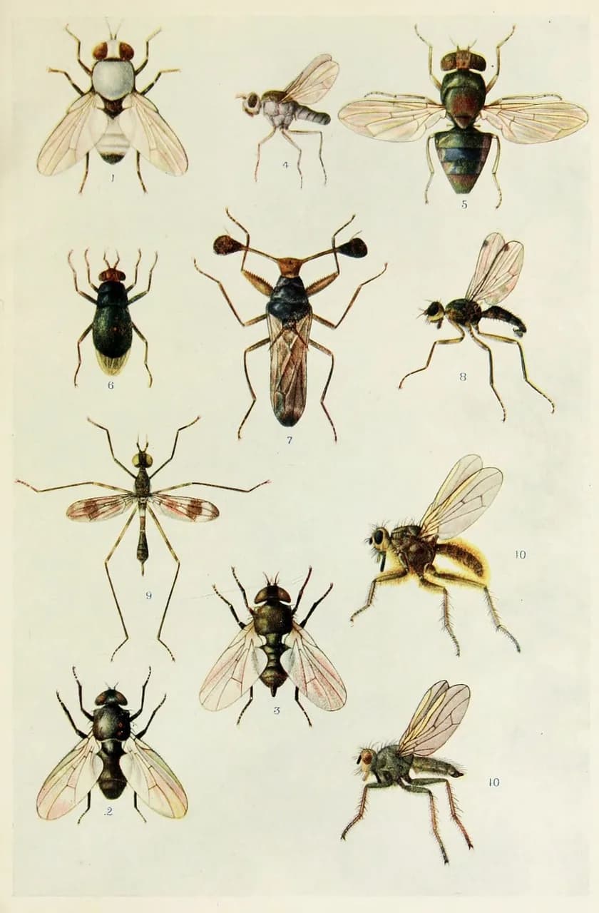 Harold Urey — insects, tropical, indian, life, harold, maxwell, book, manual, nature, wildlife, painting, wings, fauna