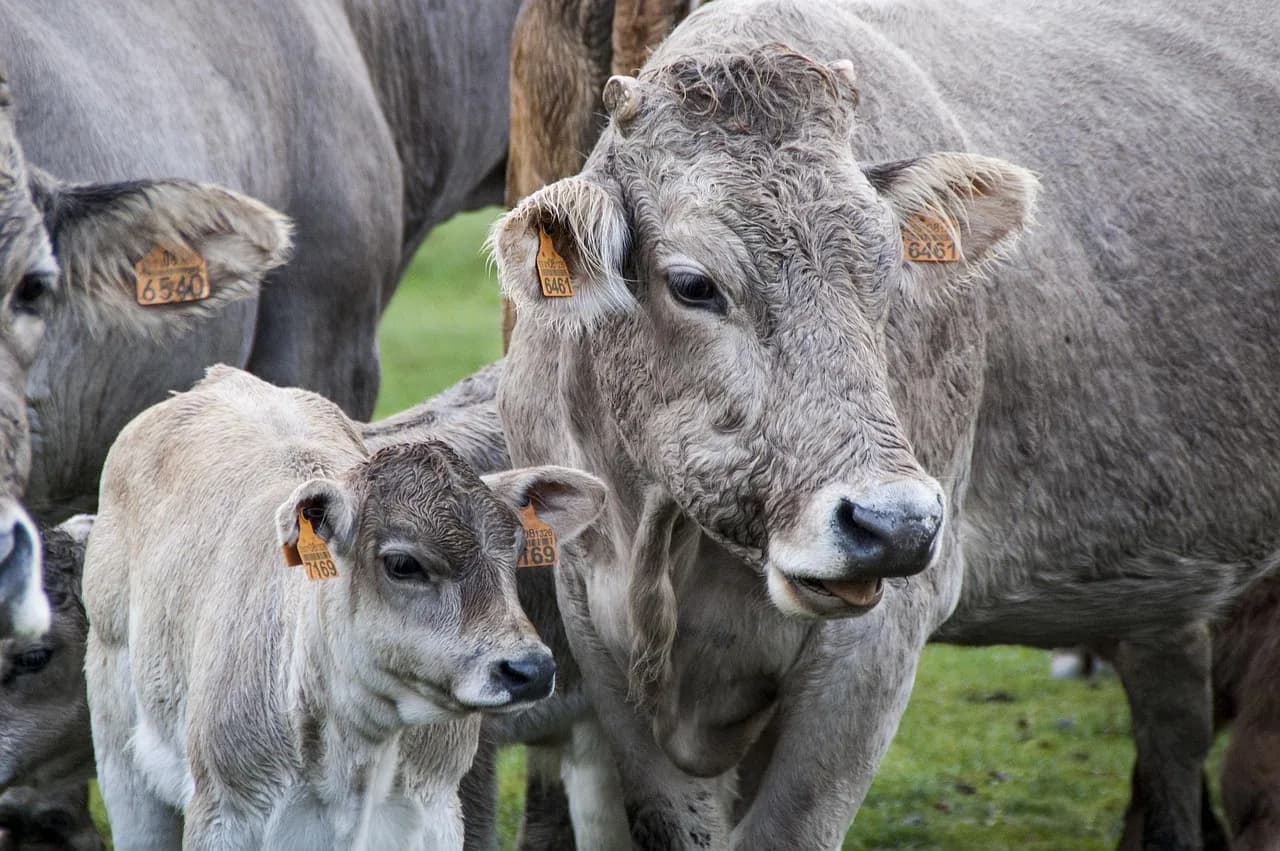 Leon M. Lederman — cow, veal, livestock, calf, pastures, cows, cattle raising, nature, animal, ruminant, breeding, milk, montaña palentina, castile and leon, spain