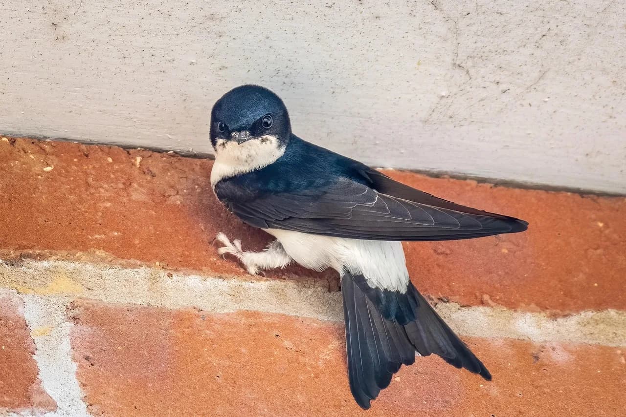 Martin Lewis Perl — common house martin, bird, house martin, wildlife, nature, delichon urbicum, animal, house martin, house martin, house martin, house martin, house martin