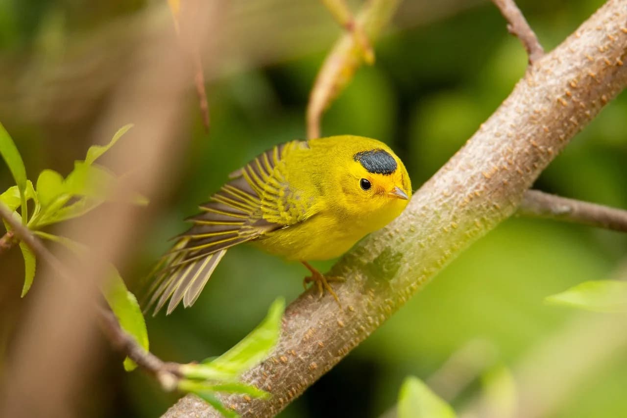 Kenneth G. Wilson — bird, nature, forests, ornithology, wilson's, warbler