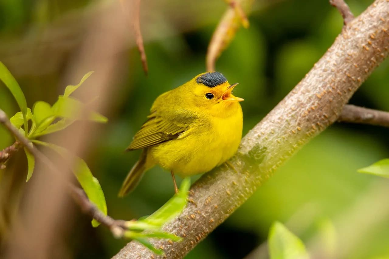 Kenneth G. Wilson — nature, wilson's, warbler, bird, ornithology, forests, warbler, warbler, warbler, warbler, warbler, bird