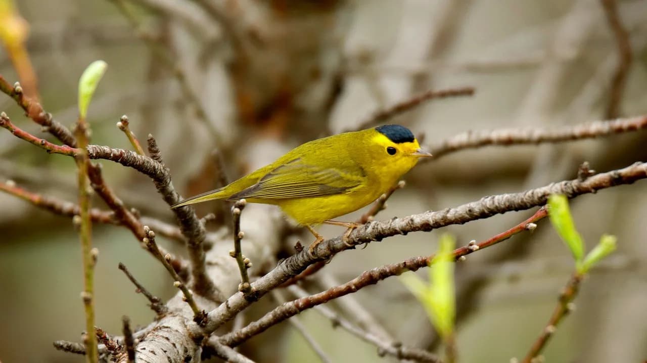 Kenneth G. Wilson — birds, nature, yard, warbler, wilson's, warbler, warbler, warbler, warbler, warbler