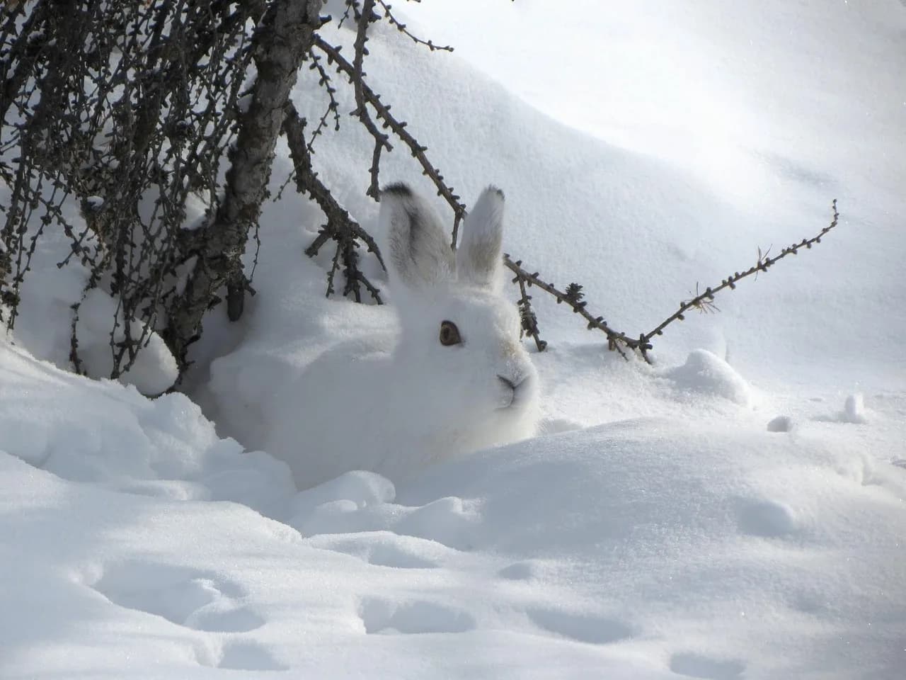 Nora Ephron — hare, whitey, nature, nora, disguise, rodent, animal, shelter, fright, winter, snow, snowdrift, feeding