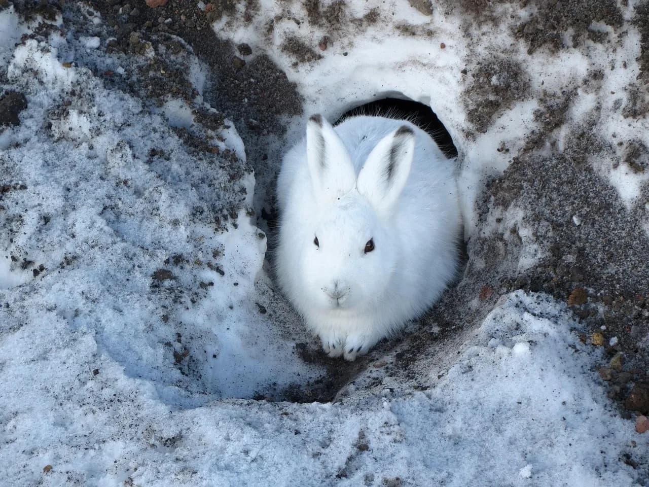 Nora Ephron — hare, whitey, animal, rodent, winter, snow, nora, nature, disguise, snowdrift, shelter