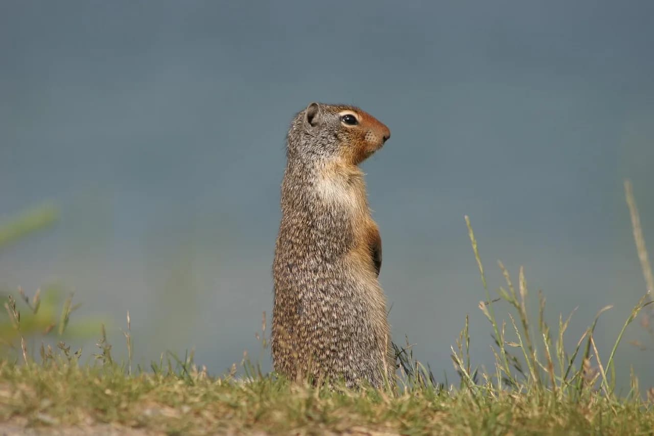 Robert Coleman Richardson — ground squirrel, animal, wildlife, prairie dog, richardson's ground squirrel, gopher, mammal, wild, wilderness, nature, prairie dog, prairie dog, prairie dog, prairie dog, prairie dog, gopher, gopher, gopher, gopher