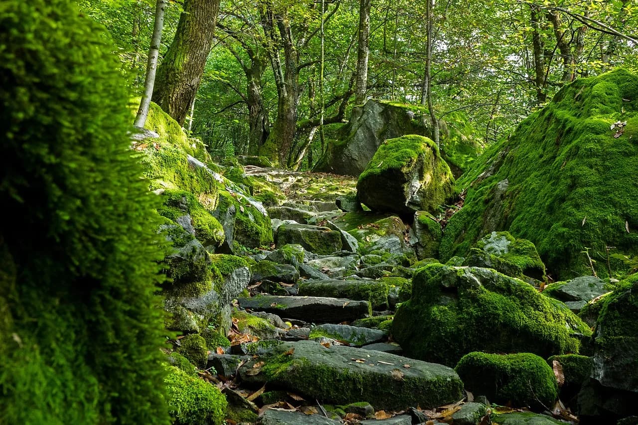 Val Logsdon Fitch — trail, ticino, val bavona, val maggia, switzerland, moss, trail, trail, trail, trail, trail, ticino, switzerland, switzerland, switzerland, moss, moss