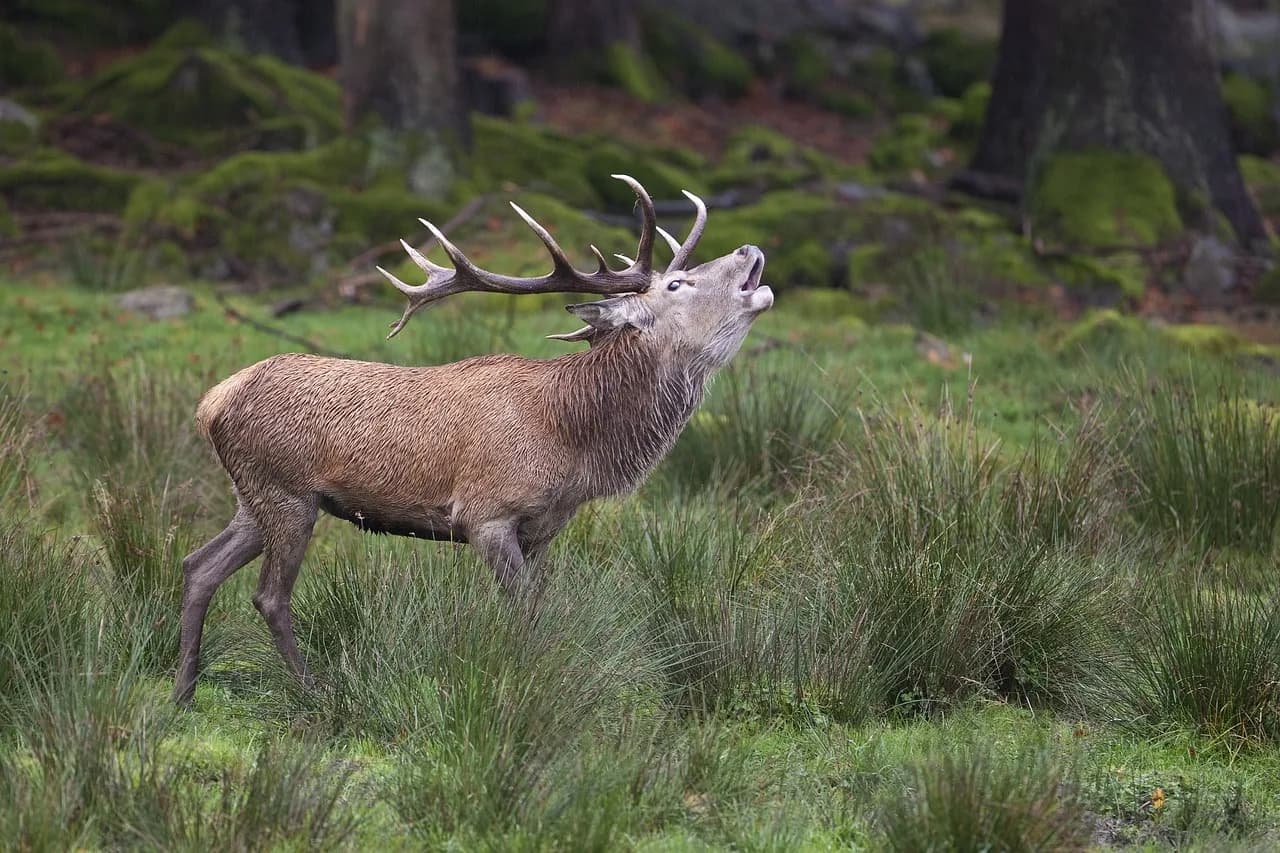 David Ogden Stiers — deer, stier, bull, nature, wildlife, forest, green forest, deer, deer, deer, deer, deer, bull