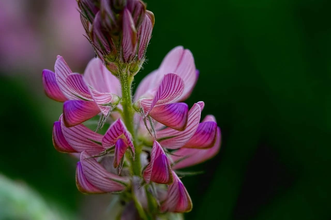 Chuck McCann — chuck sainfoin, fodder plant, nature, pink, close up