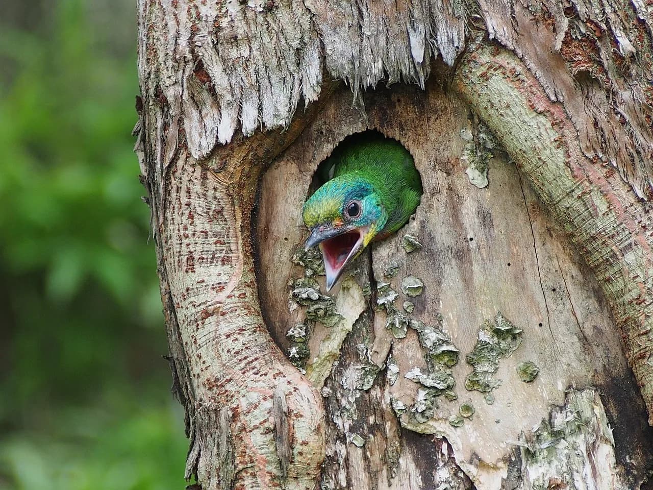 Hermann Joseph Muller — five-color bird, fledgling, flower monk, muller's barbet