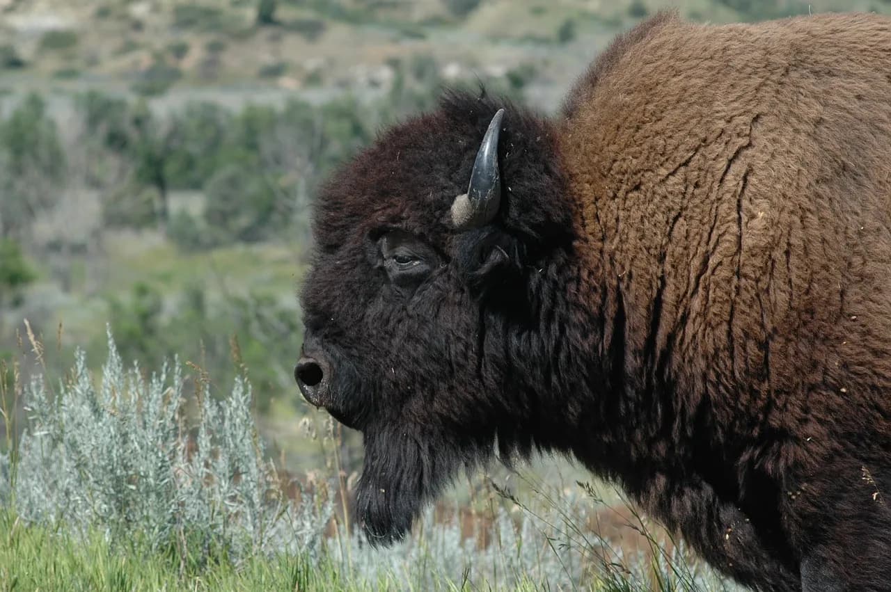 Theodore Schultz — buffalo, theodore roosevelt national park, wildlife, national park, north dakota, buffalo, buffalo, north dakota, north dakota, north dakota, north dakota, north dakota