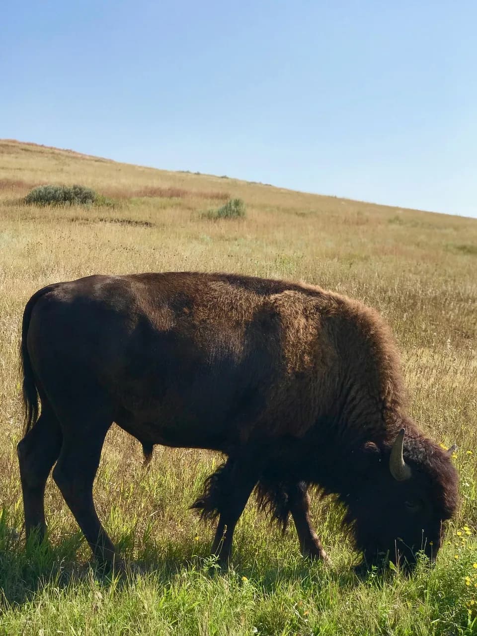 Theodore Schultz — bison, wild bison, theodore roosevelt national park, north dakota, usa, the art of travel, wildlife, bison, north dakota, north dakota, north dakota, north dakota, north dakota