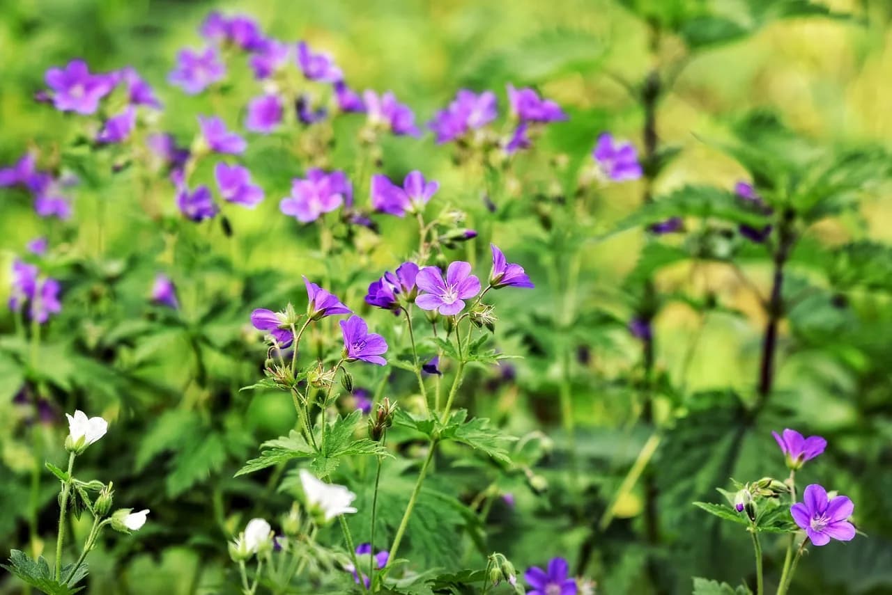 Robert Fogel — cranesbill, flower background, nature, flower, plant, blossom, geraniaceae, storksbill, fox geranium, beautiful flowers, stinking bob, squinter-pip, crow's foot, flower wallpaper, geranium robertianum