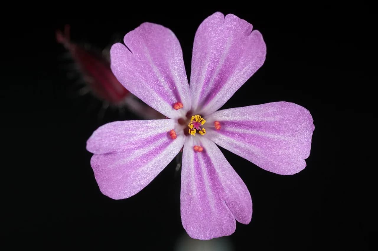 Robert Fogel — flower, herb robert, petals, pink flower, flower background, red robin, storksbill, fox geranium, stinking bob, squinter-pip, roberts geranium, bloom, beautiful flowers, blossom, flowering plant, plant, flora, nature, flower wallpaper, meadow, closeup