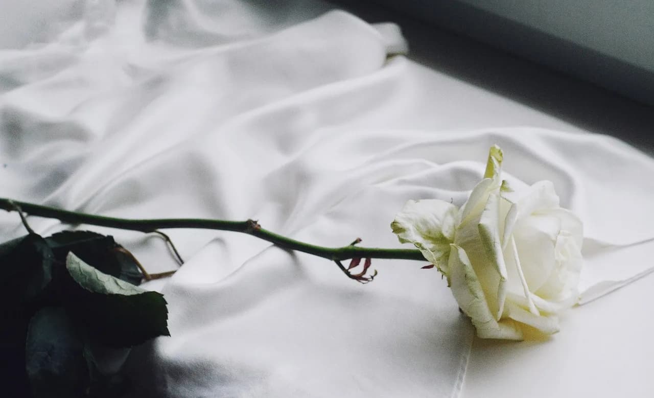 Irwin Rose — rose, vintage, rose flower, white rose