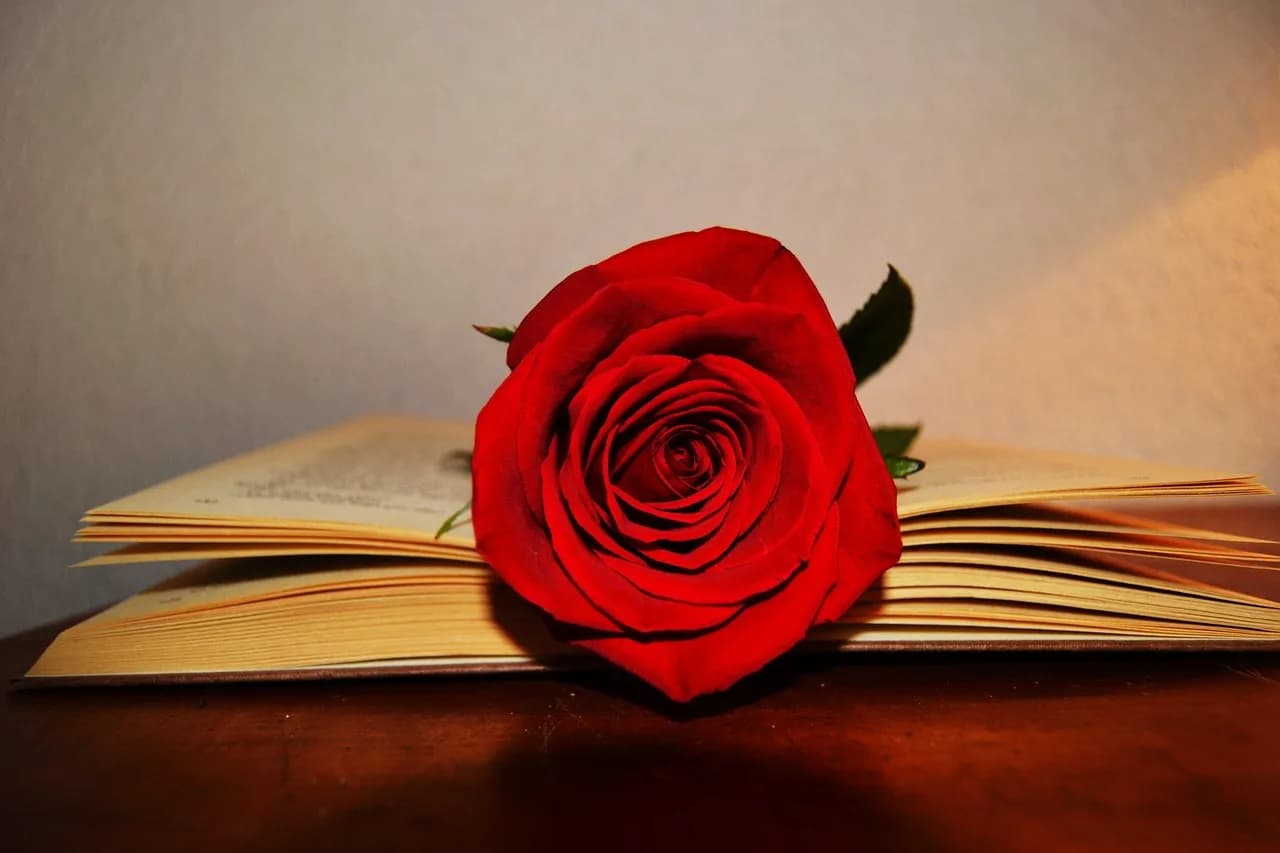 George Stigler — book, rose, rose red, rose flower, celebration, saint george, sant jordi