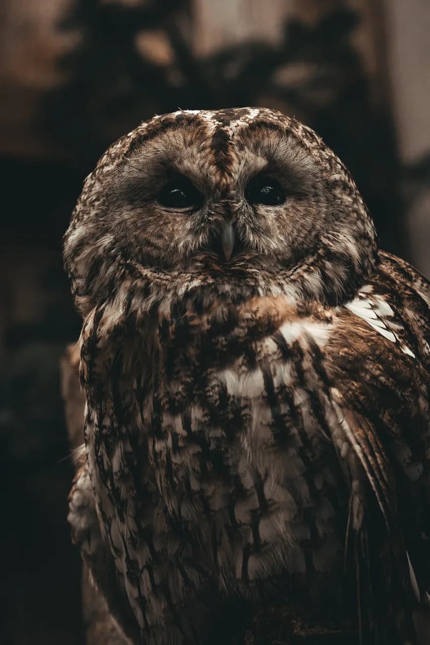 Robert Wise — tawny owl, brown owl, perched, rescued, feathers, old, wise, bird of prey, hunter, predator, cute, owl, owl, owl, owl, owl, owl