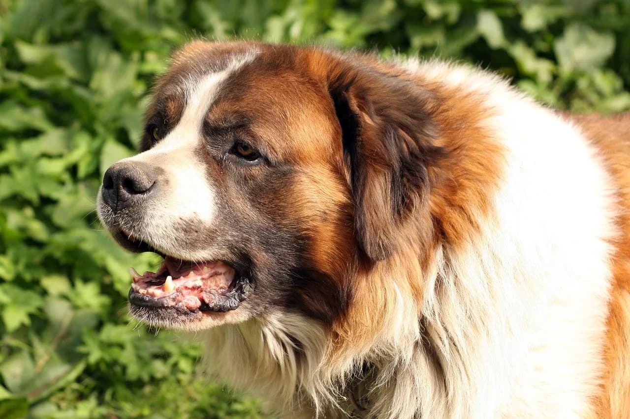 Bernard Madoff — dog, bernard, pet, animal, st bernard, gucio