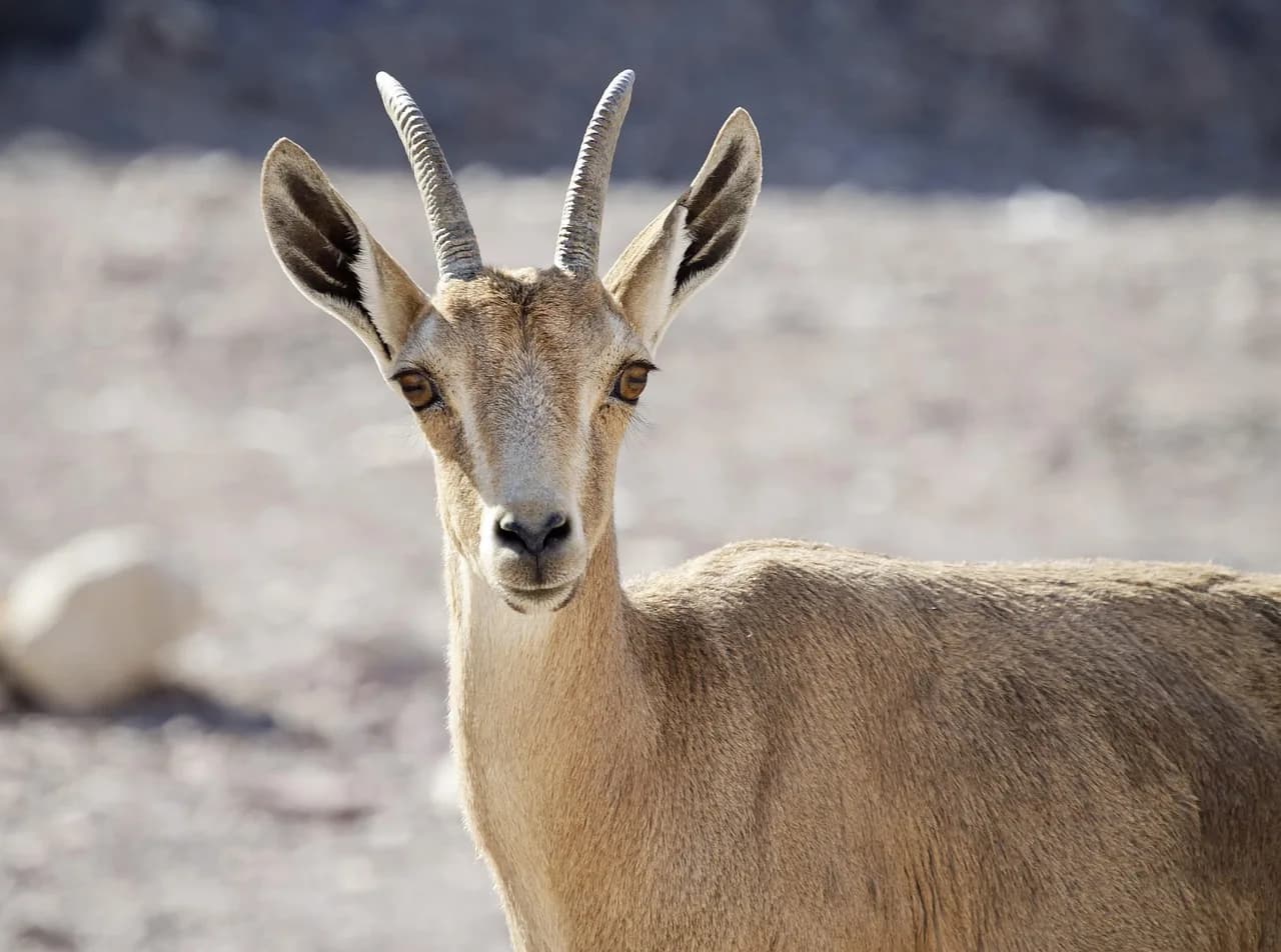Israel Kamakawiwoʻole — nubian ibex, young, desert, nature, israel, eilat, wildlife, desert dweller, animal, wild