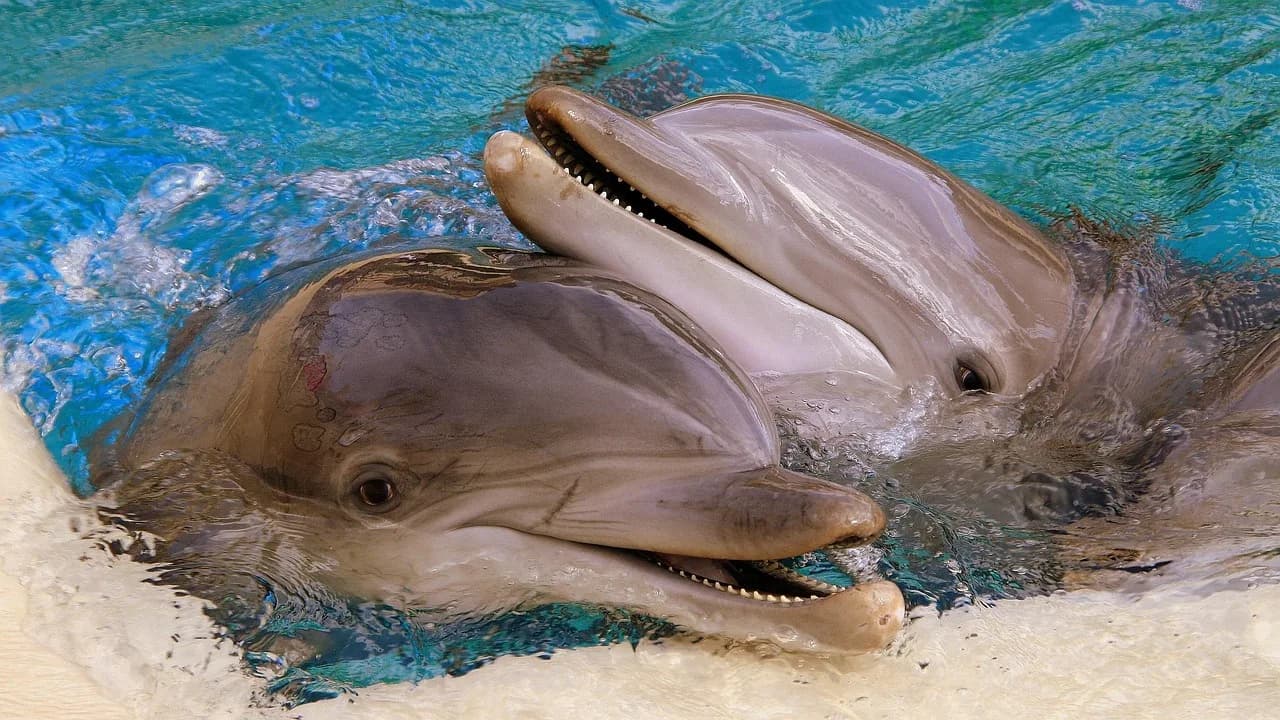 Roy Scheider — dolphins, usa, las vegas, siegfried roy, nevada, sightseeing, gambling, dolphins, las vegas, las vegas, las vegas, las vegas, las vegas, nevada