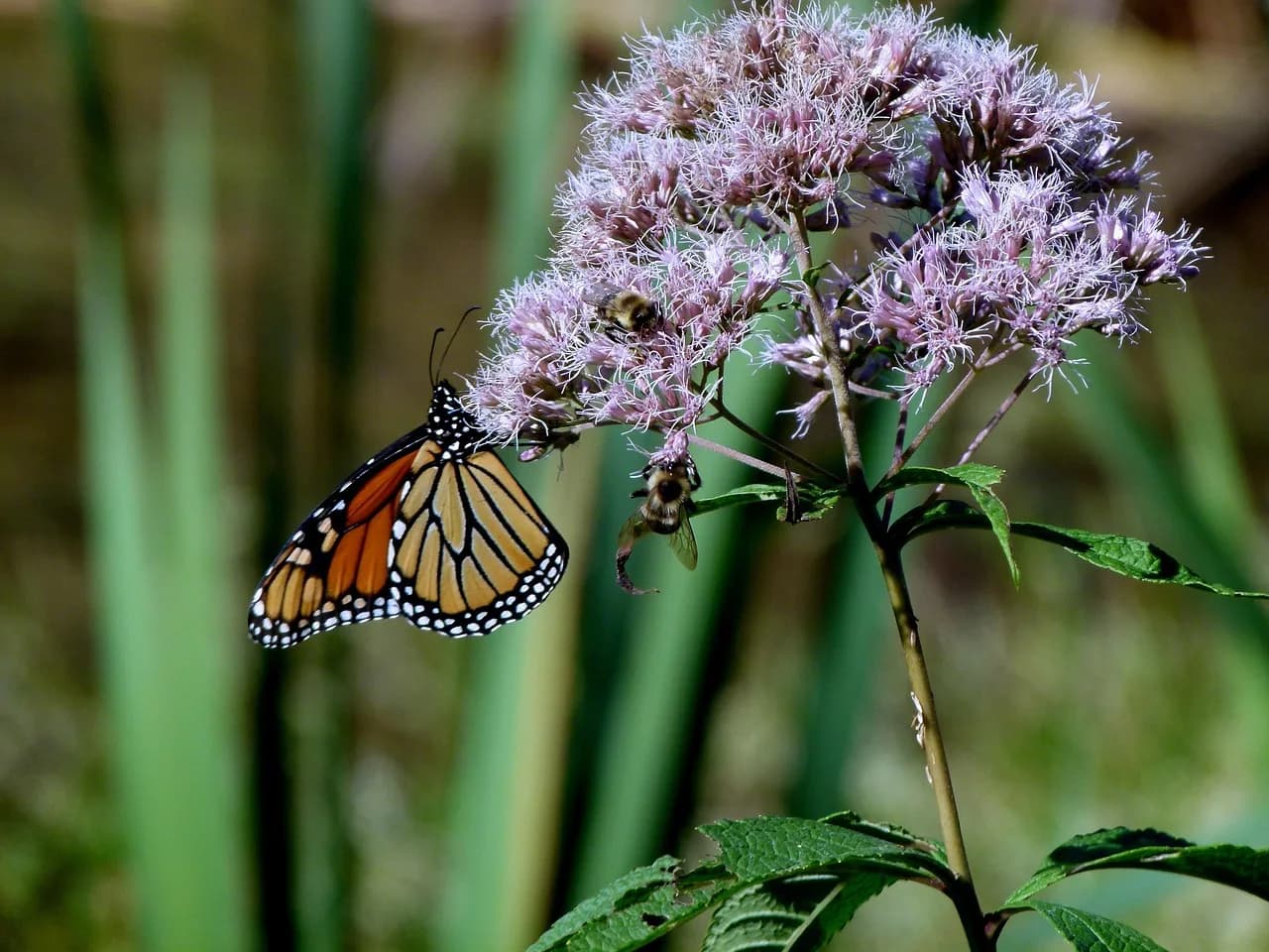 Joe Alaskey — monarch, butterfly, joe pye weed, eutrochium, purpureumm, joe-pye weed, insect, orange, joe pye weed, joe pye weed, eutrochium, eutrochium, joe-pye weed, joe-pye weed, joe-pye weed, joe-pye weed, joe-pye weed