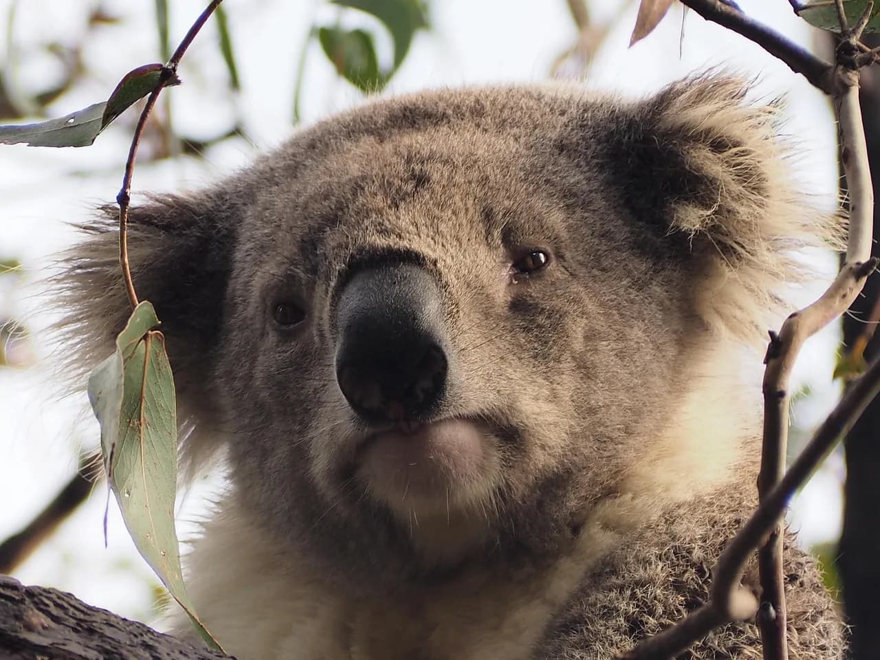 Raymond Carver — koala, raymond island, tree, face, animal, nature, bear, brown island