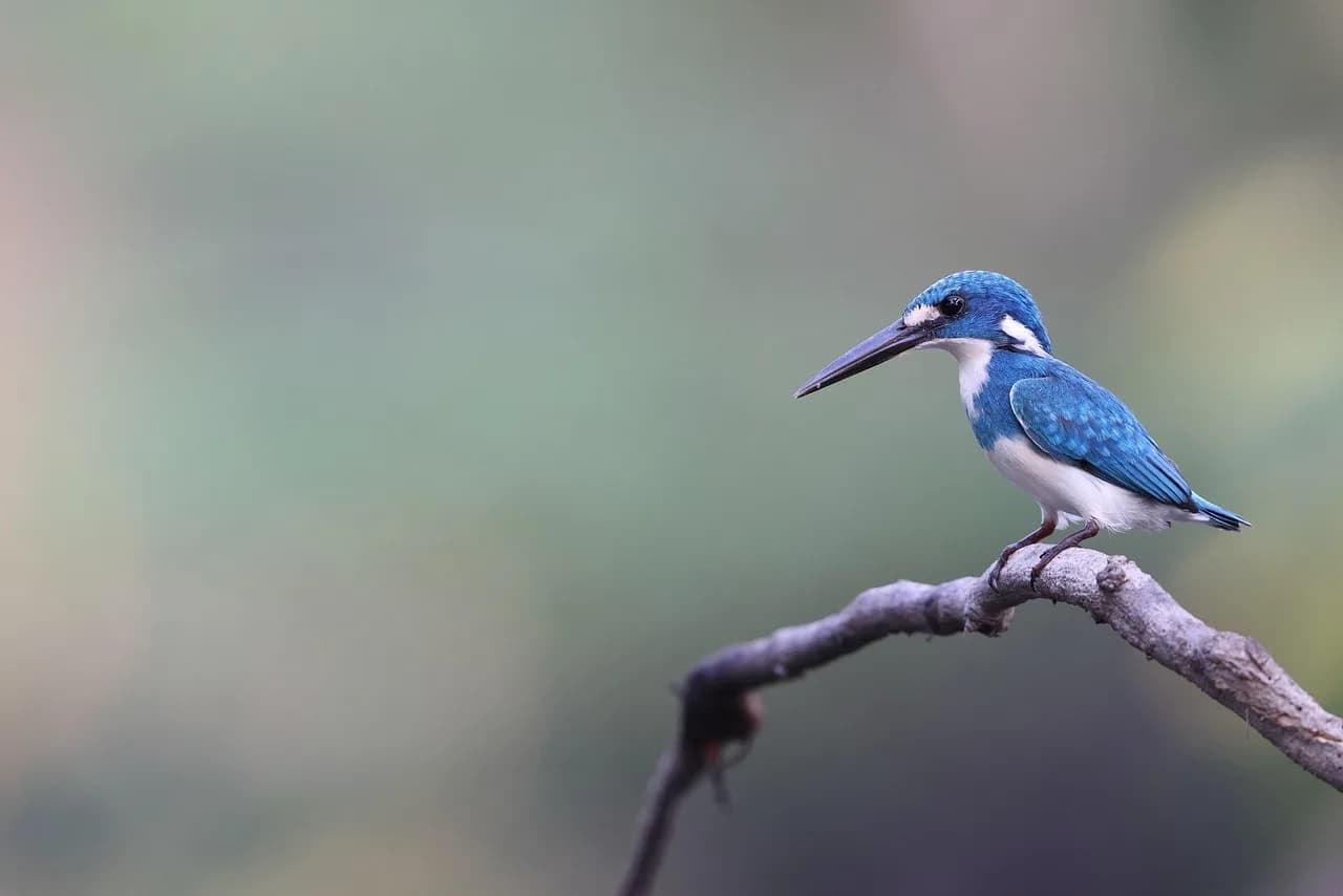 Claude Jade — common kingfisher, kingfisher, jade, wild bird, colorful, organism, indonesia, colorful, colorful, colorful, colorful, colorful