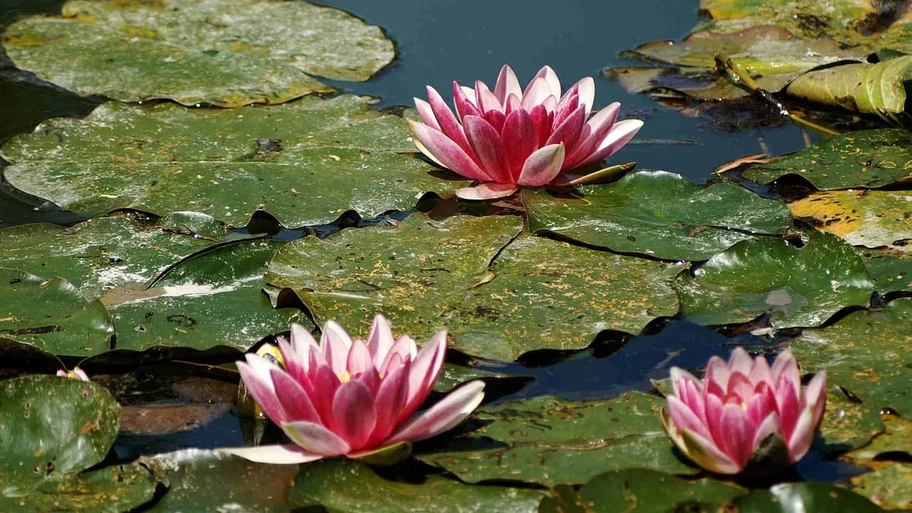 Claude Jade — water lilies, nature, pink, pond, claude monet, giverny, claude monet, claude monet, claude monet, claude monet, claude monet, giverny, giverny, giverny, giverny
