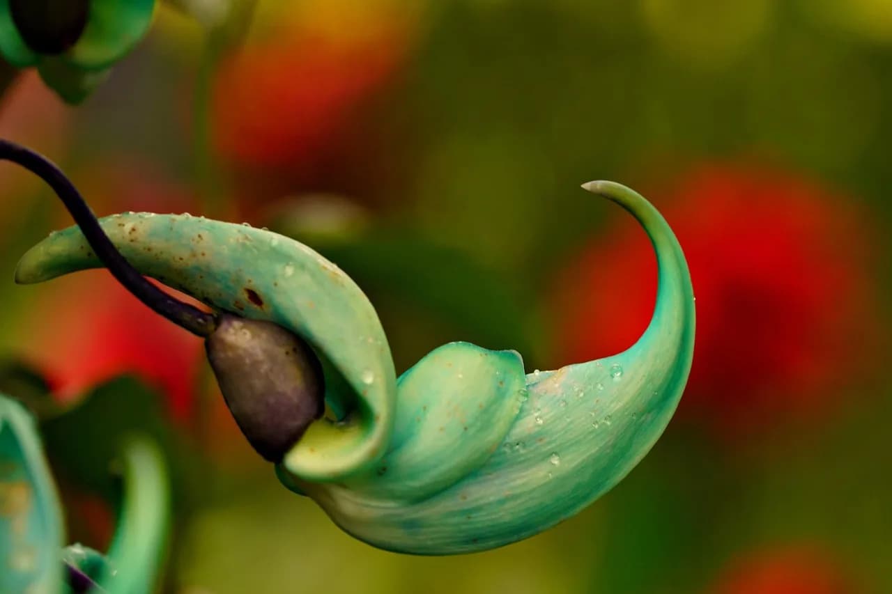 Claude Jade — blue jade, jade vine, flower, flower wallpaper, flora, nature, beautiful flowers, flower background, close up, macro