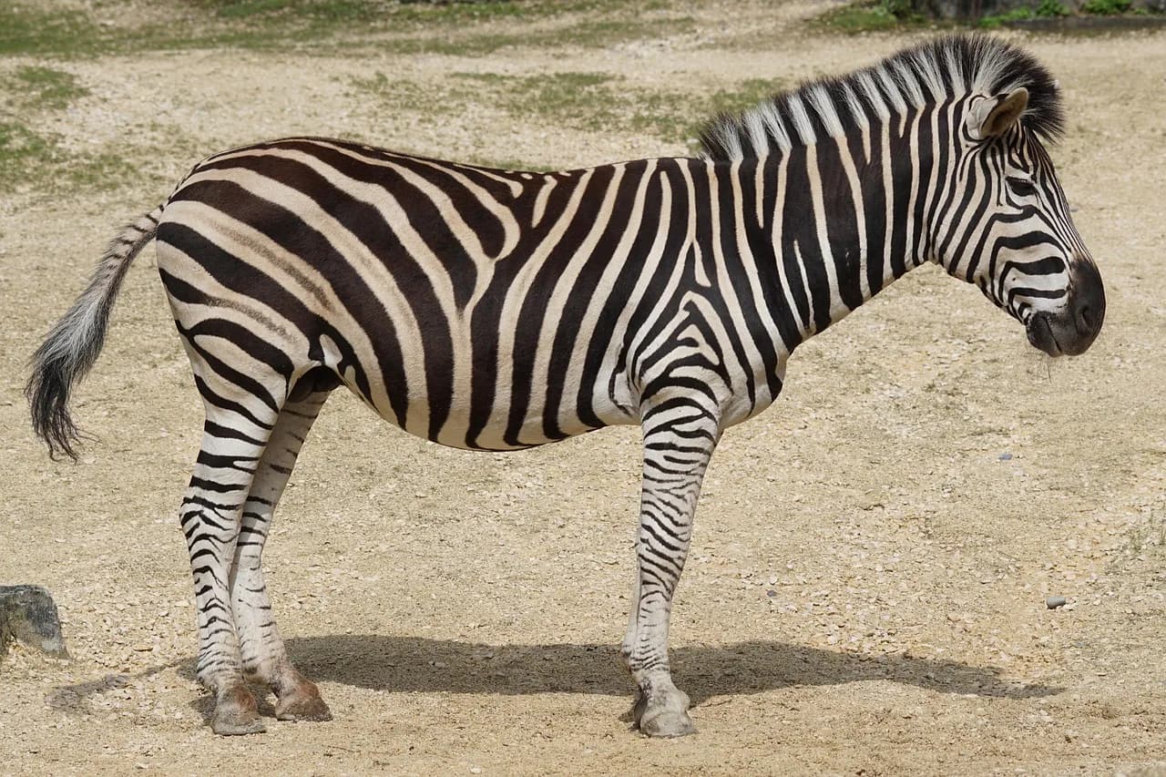 Frederick Chapman Robbins — zebra, chapman plains zebra, equine, odd-toed, equus quagga chapmani, zebra, zebra, zebra, zebra, zebra