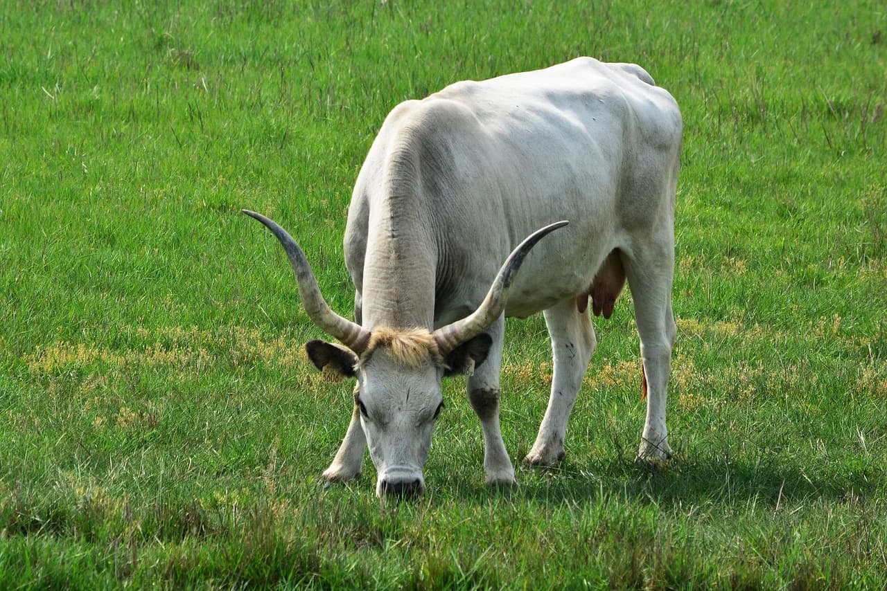 Robert Ludlum — hungarian grey cattle, robert gulya, smallness