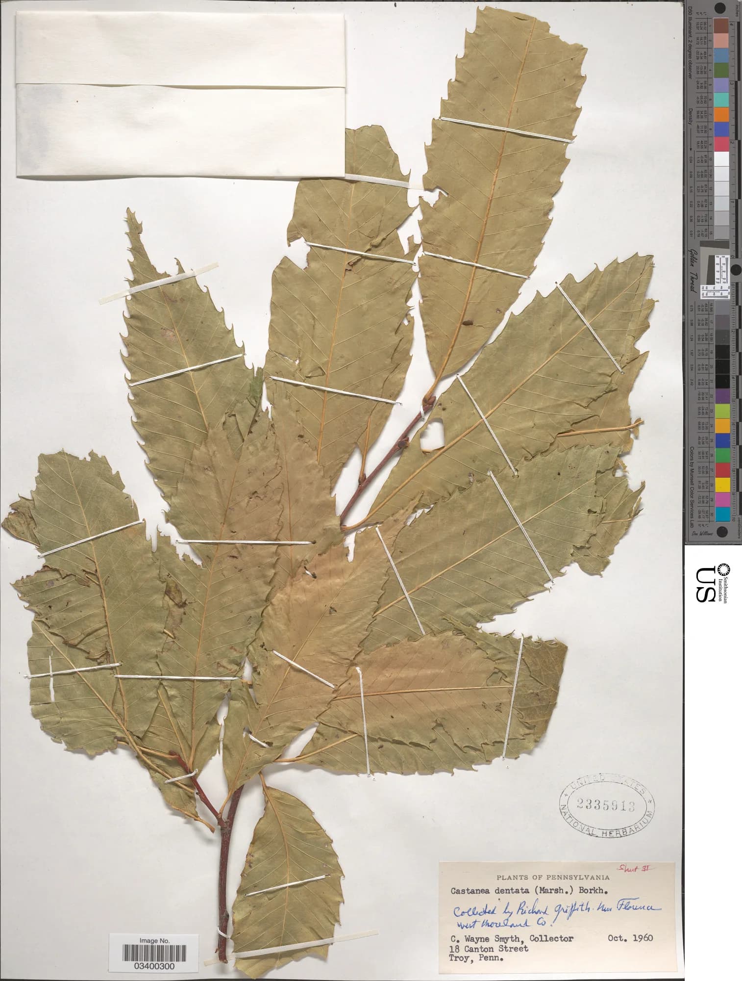 Richard Griffiths - Castanea dentata (Marshall) Borkh.