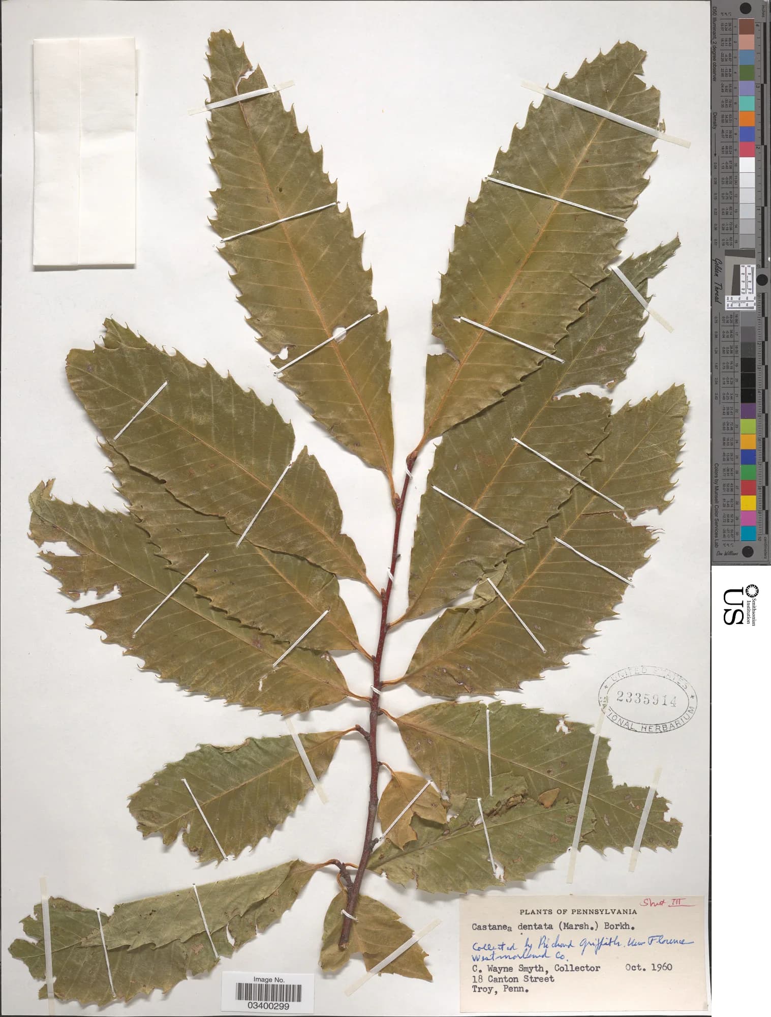 Richard Griffiths - Castanea dentata (Marshall) Borkh.