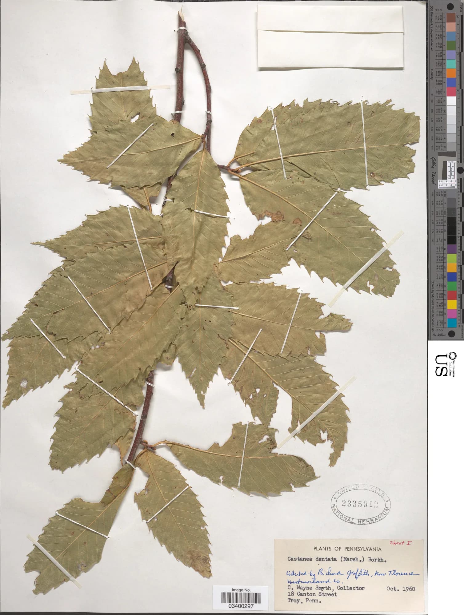 Richard Griffiths - Castanea dentata (Marshall) Borkh.