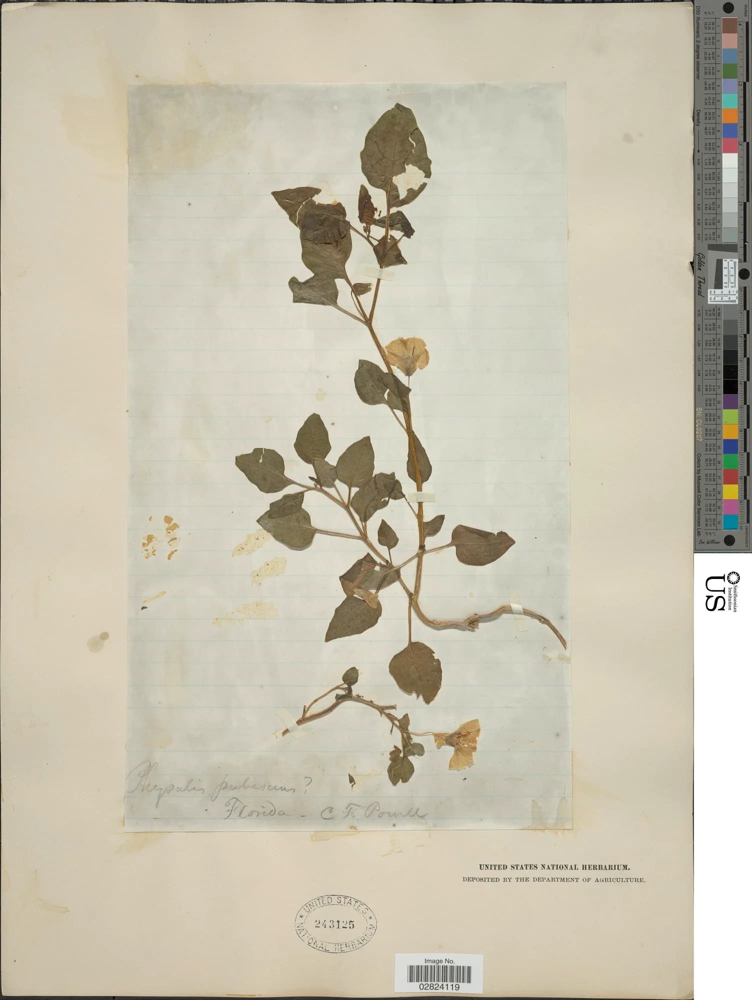 C. F. Powell - Physalis pubescens L.
