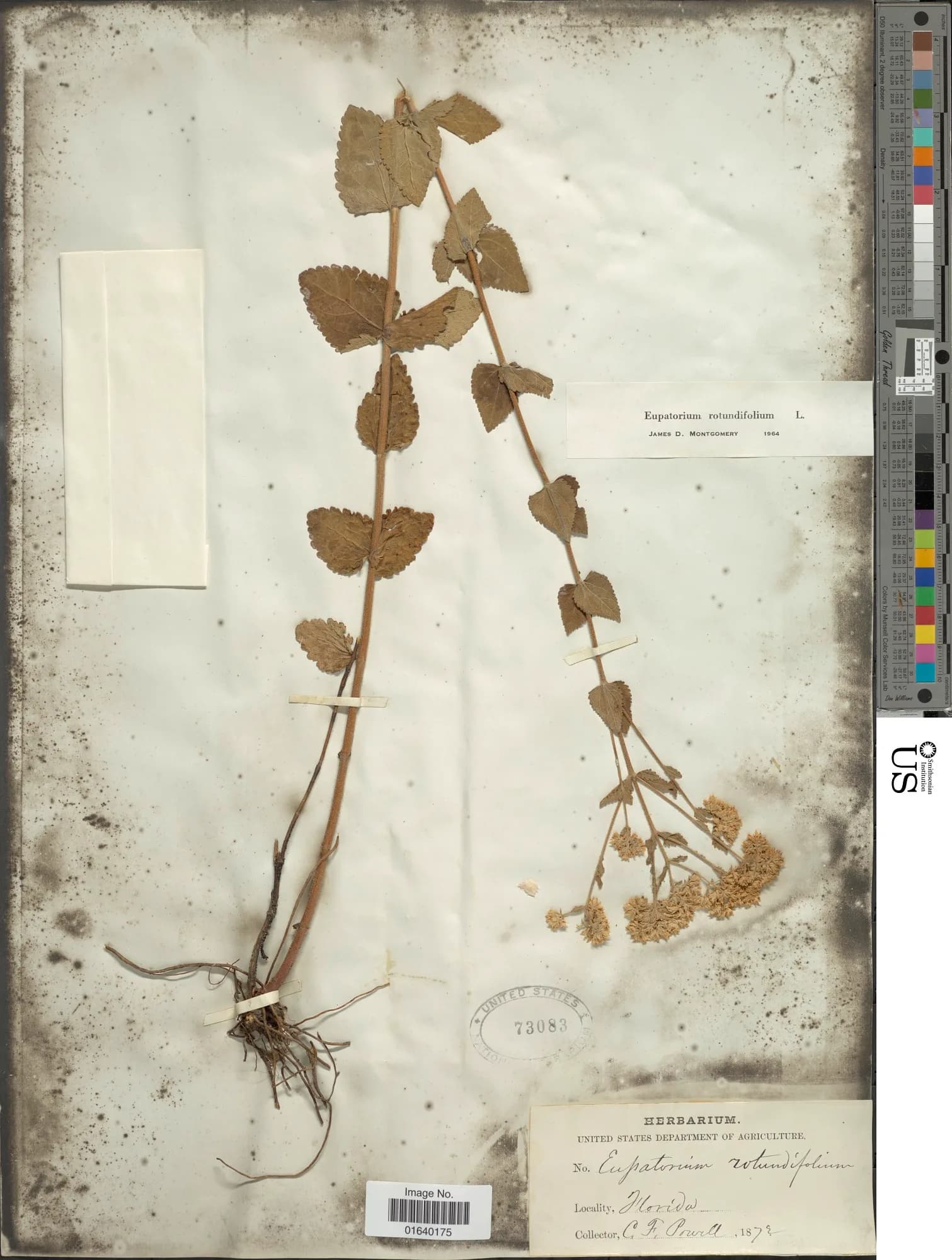 C. F. Powell - Eupatorium rotundifolium L.