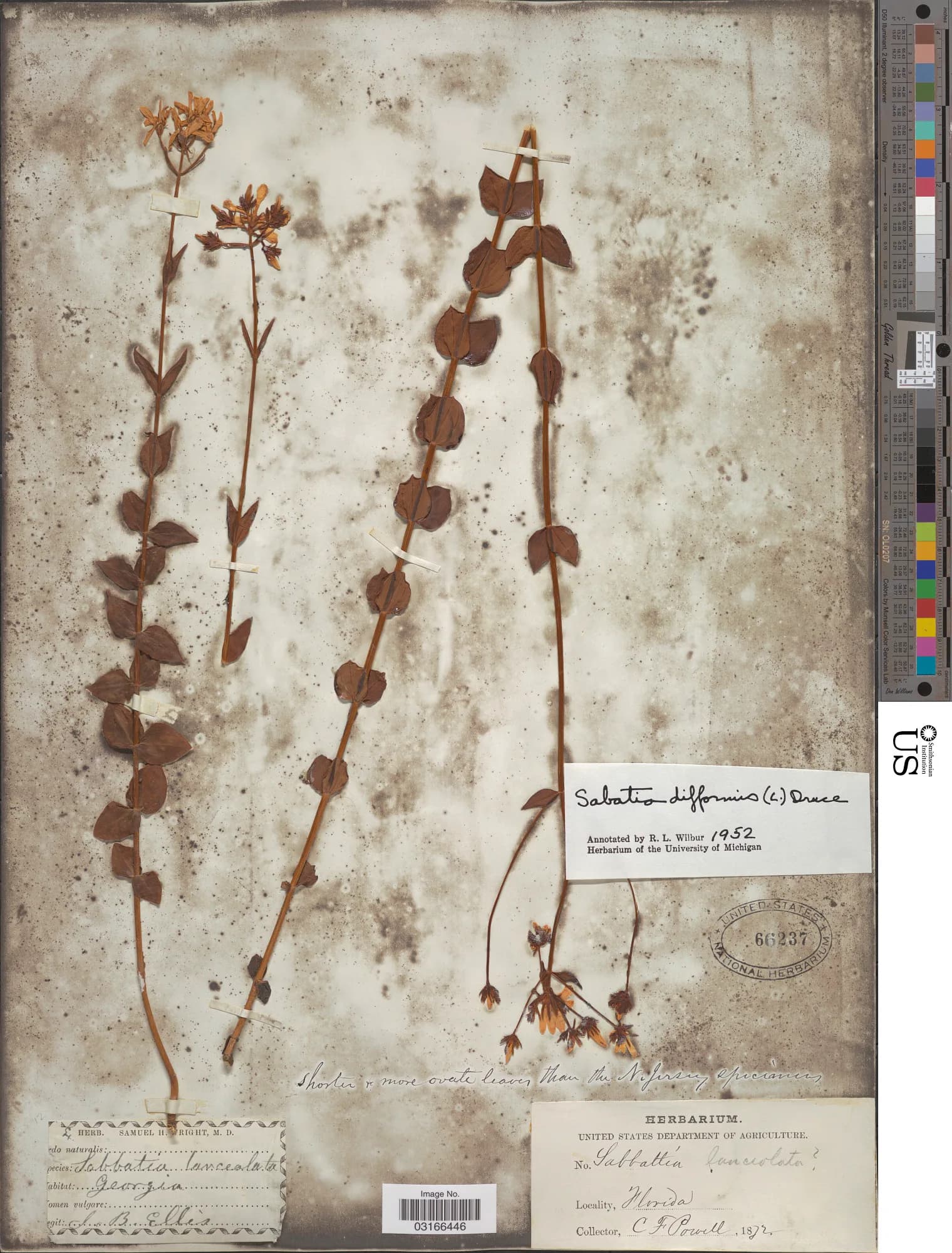 C. F. Powell - Sabatia difformis (L.) Druce