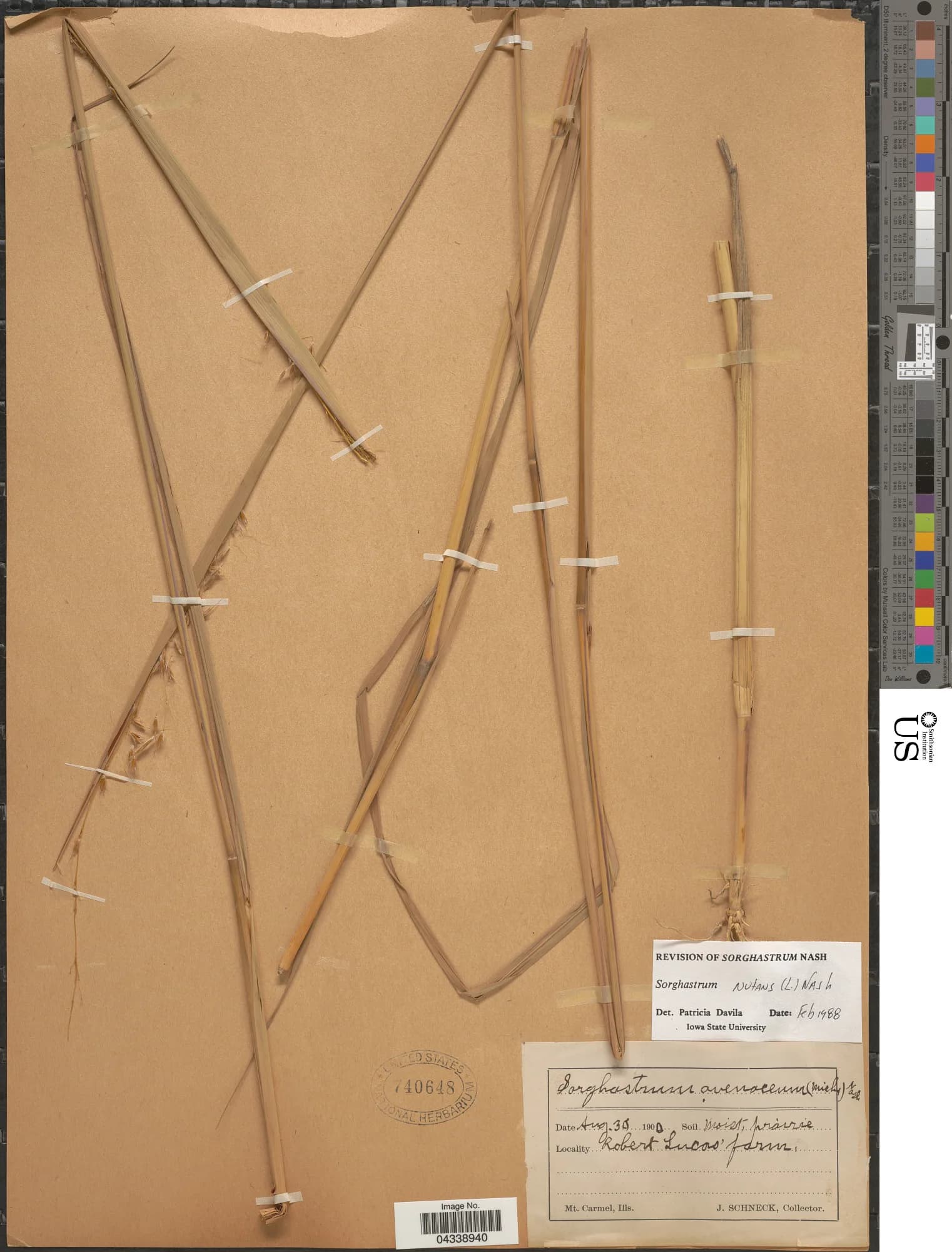 Robert Lucas - Sorghastrum nutans (L.) Nash