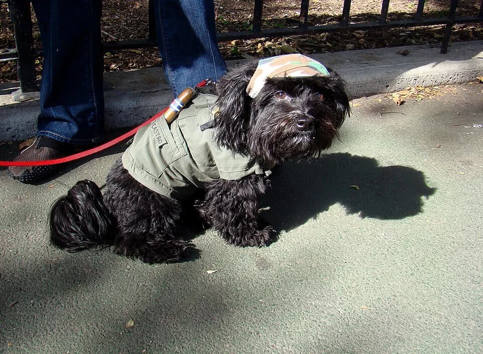 Fidel Castro - Picture taken at the 2008 Haloween Howl Dog Costume Contest at Carl Schurz Park, Yorkville, Manhattan, New York City. For more pictures i took of dogs in costume, click here.