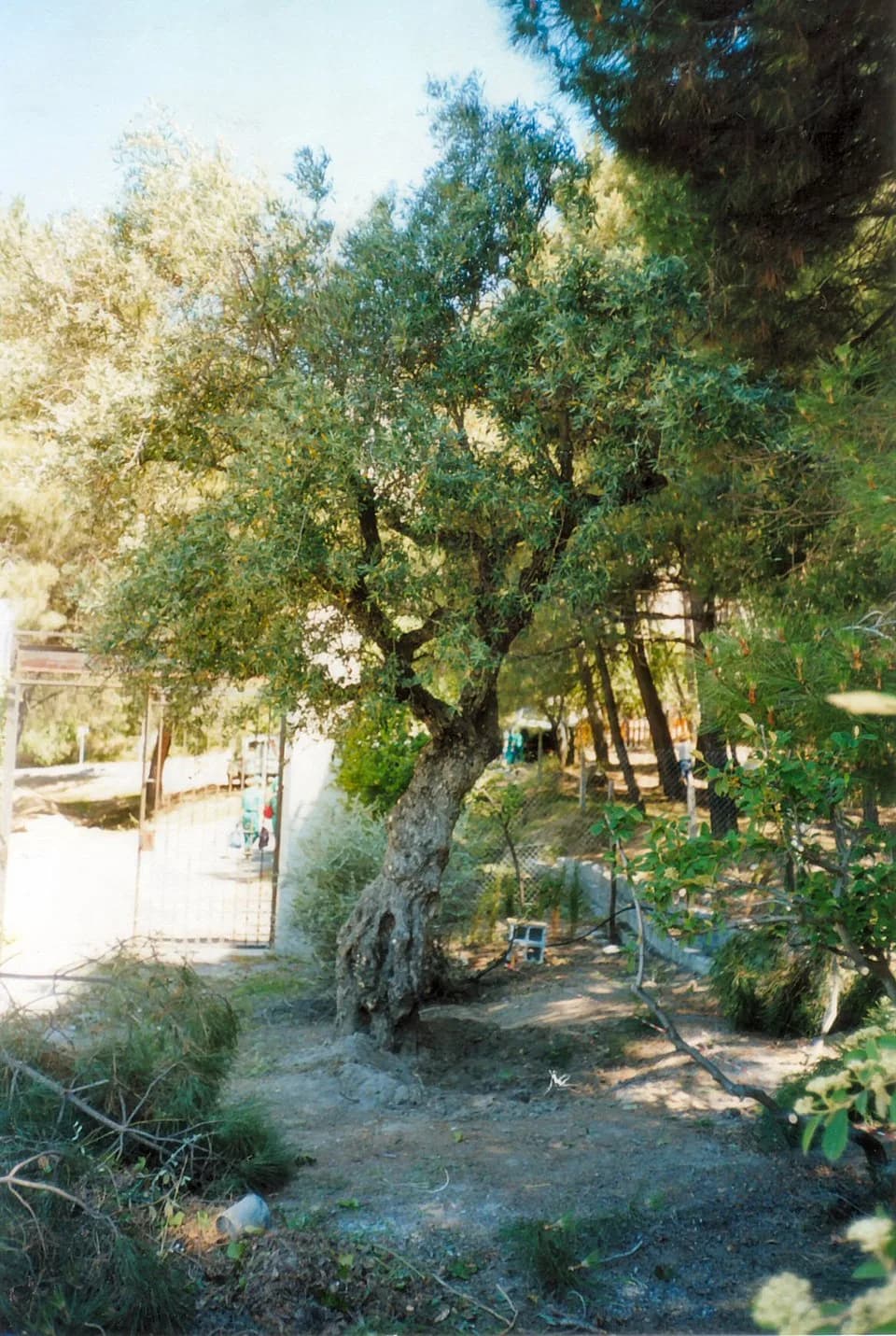 Federico García Lorca - The olive tree beside which Frederico Garcia Lorca was said to have been shot. This is now disputed although it remains a site of homage. The photograph was taken in 1999. The
