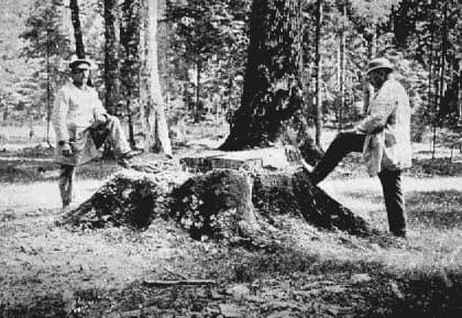 Henryk Sienkiewicz - Henryk Sienkiewicz and Zygmunt Gloger in Białowieża Forest, near 500-years old oak-stub