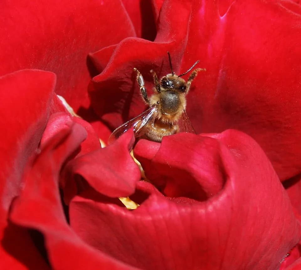Ingrid Bergman - Tea Rose 'Ingrid Bergman' (Rosa) Rose and a Western Honeybee