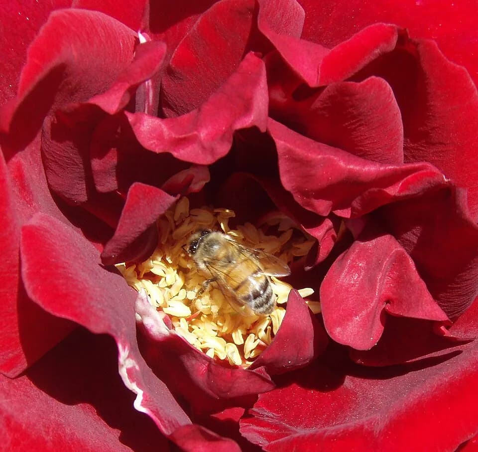 Ingrid Bergman - Tea Rose 'Ingrid Bergman' (Rosa) and a Western Honeybee