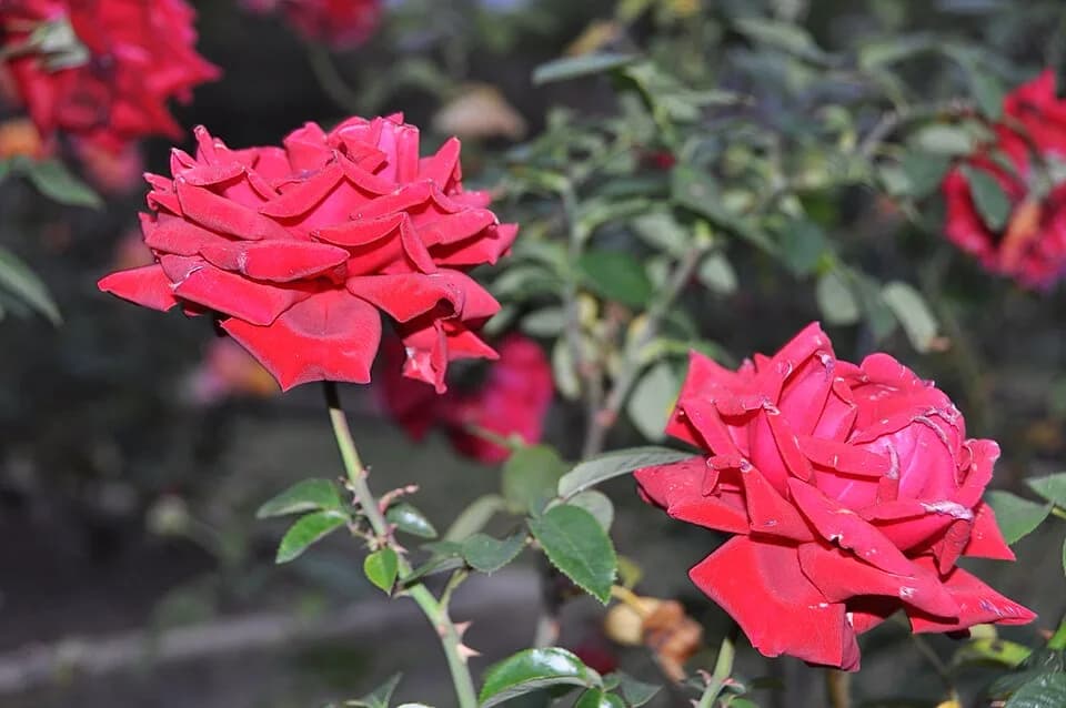 Ingrid Bergman - Ingrid Bergman Hybrid Tea Rose