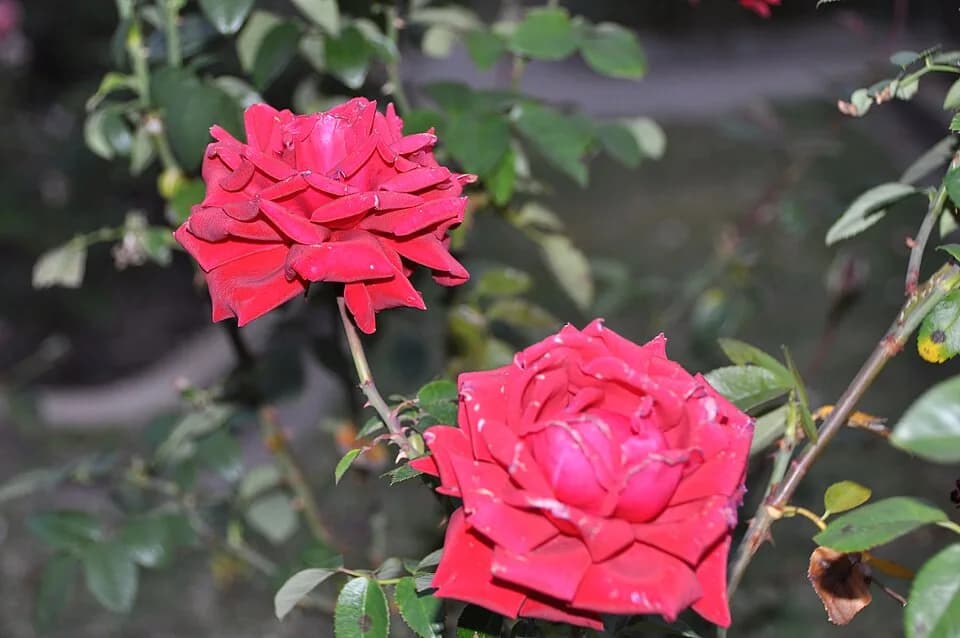 Ingrid Bergman - Ingrid Bergman Hybrid Tea Rose