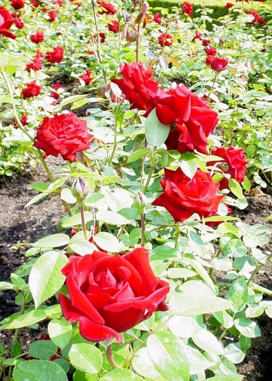 Ingrid Bergman - Image title: Ingrid bergman roses
Image from Public domain images website, http://www.public-domain-image.com/full-image/flora-plants-public-domain-images-pictures/flowers-public-doma