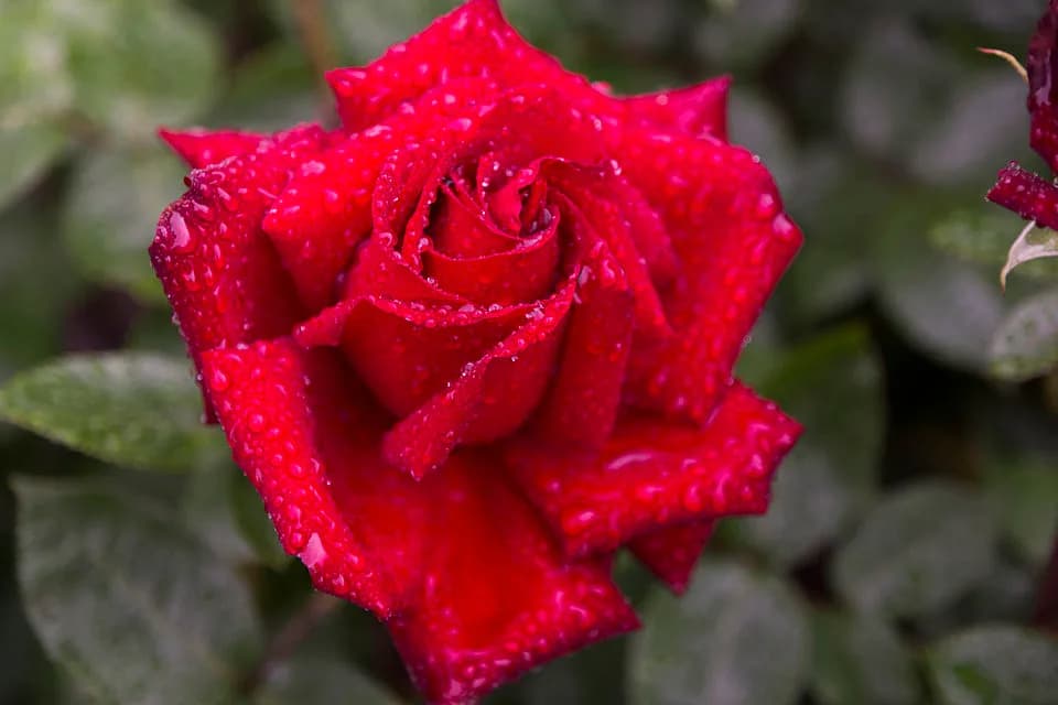 Ingrid Bergman - It was raining this morning so I went to the Dublin Botanic Gardens to capture the roses in the rain.