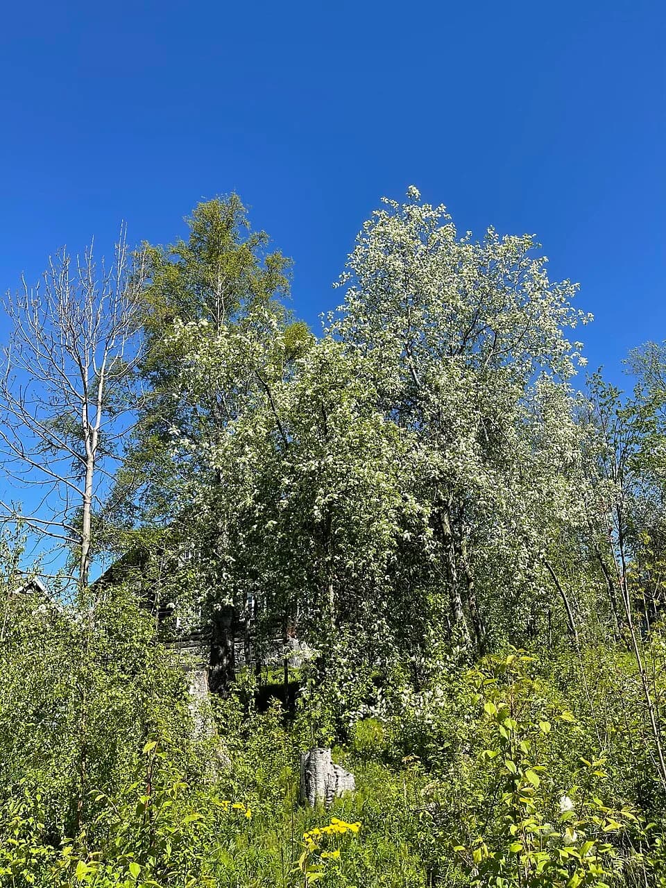 Sigrid Undset - "Bjerkebæk", home of author Sigrid Undset in Lillehammer, Norway 1919–1949, today museum. Garden, blue sky, sunny spring, nature, green vegetation, trees, etc.