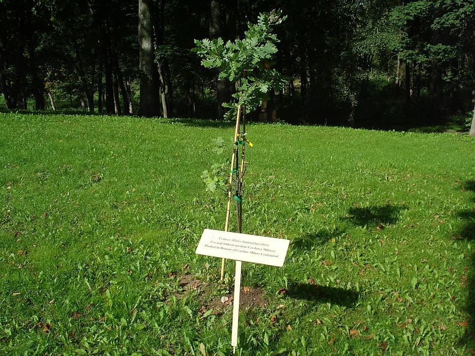 Czesław Miłosz - The oak planted in honour of Czesław Miłosz Centennial in Šeteniai (Lithuania)